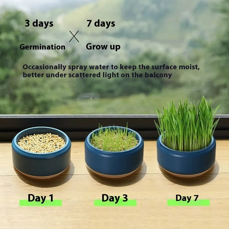 Hydroponic cat grass growing kit with choice of blue, green or yellow starter cups and five seed packs